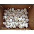 Fresh Normal White Garlic Prices